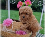 Small #1 Maltipoo