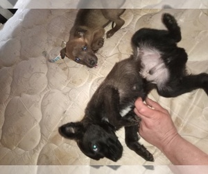 Border Terrier-Chesador Mix Puppy for sale in LUCASVILLE, OH, USA