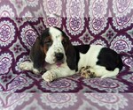 Small Photo #4 Basset Hound Puppy For Sale in LANCASTER, PA, USA