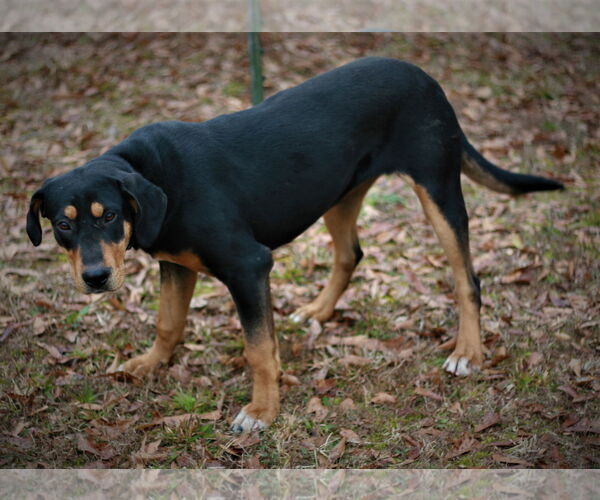 Medium Photo #4 Black and Tan Coonhound-Labrador Retriever Mix Puppy For Sale in Attalka, AL, USA
