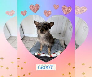 Mutt Dogs for adoption in Walnutport, PA, USA