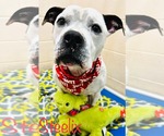 Small #4 American Pit Bull Terrier Mix