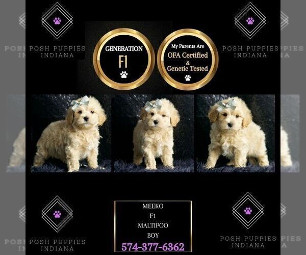 Medium Photo #6 Maltipoo (Miniature) Puppy For Sale in WARSAW, IN, USA