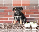 Small #5 German Shepherd Dog