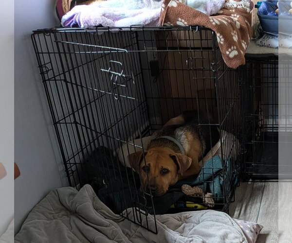 Medium Photo #8 Mutt Puppy For Sale in Sanford, FL, USA