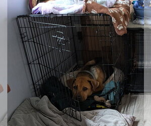 Rosemary  *FH* - Female Mutt Dog for Adoption - Photo #8