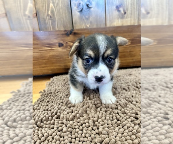 Medium Photo #1 Pembroke Welsh Corgi Puppy For Sale in ROCK VALLEY, IA, USA