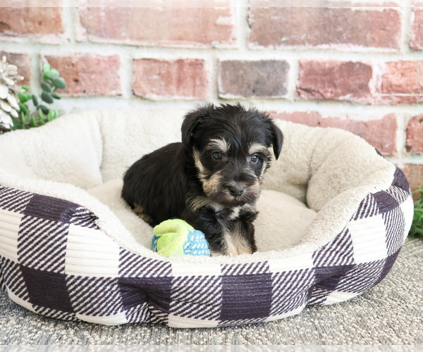 Medium Photo #9 Schnauzer (Miniature) Puppy For Sale in SYRACUSE, IN, USA