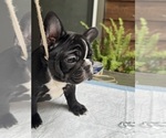 Small #2 French Bulldog