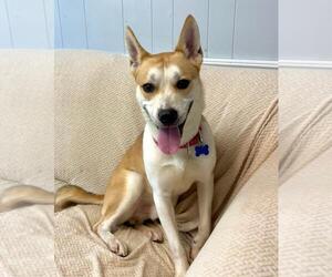 Shiba Inu-Unknown Mix Dogs for adoption in Spring Lake, NJ, USA