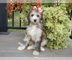 Sheepadoodle Puppy for sale in MILLERSBURG, OH, USA