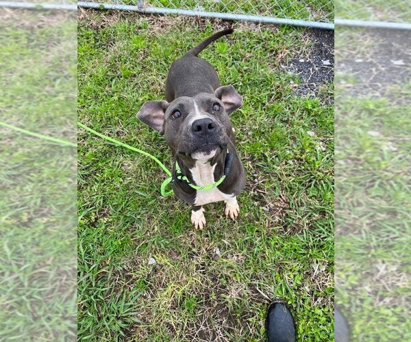Medium Photo #2 Mutt Puppy For Sale in Abbeville, LA, USA