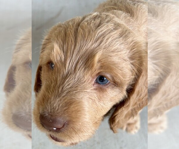 Medium Photo #1 Labradoodle Puppy For Sale in BOISE, ID, USA