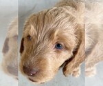 Small Labradoodle