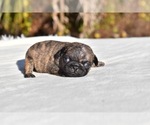 Small #1 Pug