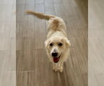 Cece - Female Great Pyrenees-Unknown Mix Dog for Adoption - Small photo