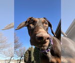 Small #8 Doberman Pinscher