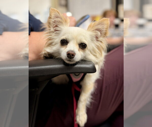 Medium Photo #3 Chihuahua Puppy For Sale in Mundelein, IL, USA