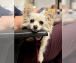 Small #2 Chihuahua