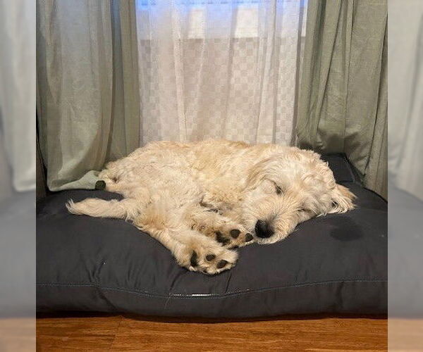 Medium Photo #2 Pyredoodle Puppy For Sale in Vail, AZ, USA