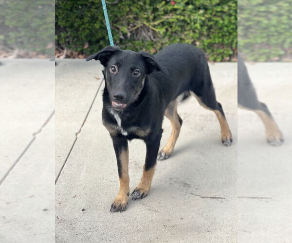 Medium Photo #8 Mutt Puppy For Sale in Dana Point, CA, USA