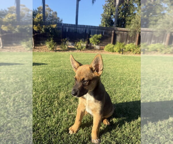 Medium Photo #2 German Shepherd Dog-Unknown Mix Puppy For Sale in Dana Point, CA, USA