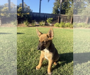 Kooper - Male German Shepherd Dog-Unknown Mix Dog for Adoption - Photo #2
