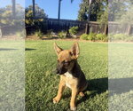Small #1 German Shepherd Dog Mix