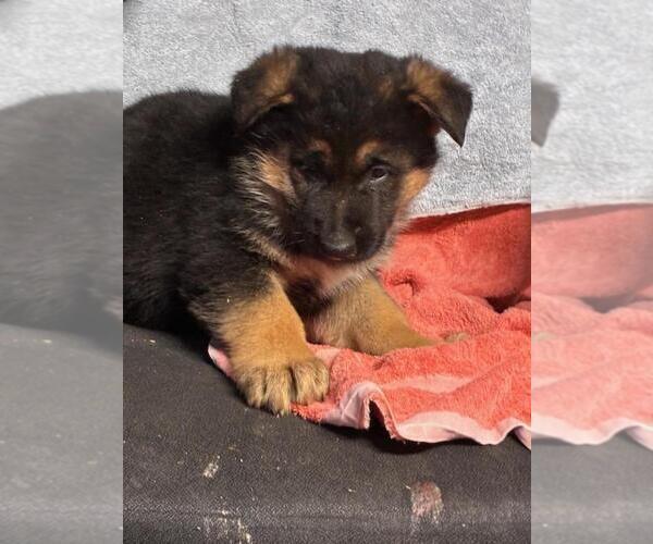 Medium Photo #4 German Shepherd Dog Puppy For Sale in GREENWOOD, WI, USA