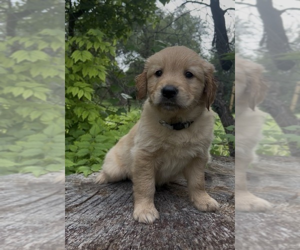 Medium Photo #8 Golden Retriever Puppy For Sale in SAN MARCOS, TX, USA