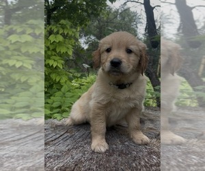 Medium Golden Retriever