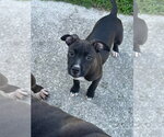 Small Photo #9 Mutt Puppy For Sale in Wenonah, NJ, USA