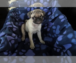 Pug Puppy for sale in BRIDGETOWN, OH, USA