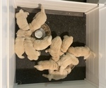 Small Photo #4 Golden Retriever Puppy For Sale in AUMSVILLE, OR, USA