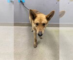 Small German Shepherd Dog Mix