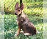 Small Photo #3 German Shepherd Dog-Unknown Mix Puppy For Sale in Minneapolis, MN, USA