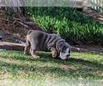 Small Photo #11 English Bulldog Puppy For Sale in RIVERSIDE, CA, USA