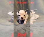 Small Photo #2 American Bulldog Puppy For Sale in CLAYMONT, DE, USA