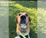 Small Photo #11 Labrador Retriever-Unknown Mix Puppy For Sale in Rockaway, NJ, USA