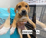 Small #4 Catahoula Leopard Dog-Labrador Retriever Mix