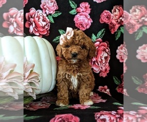 Miniature Labradoodle Puppy for sale in NOTTINGHAM, PA, USA