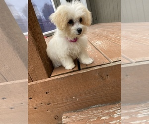 Havachon-Havanese Mix Puppy for sale in INDEPENDENCE, MO, USA