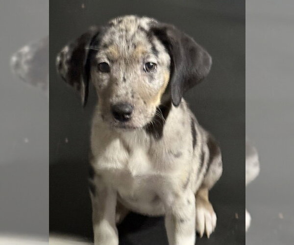 Medium Photo #3 Catahoula Leopard Dog-Labrador Retriever Mix Puppy For Sale in Aurora, IN, USA