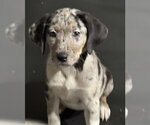 Small #2 Catahoula Leopard Dog-Labrador Retriever Mix