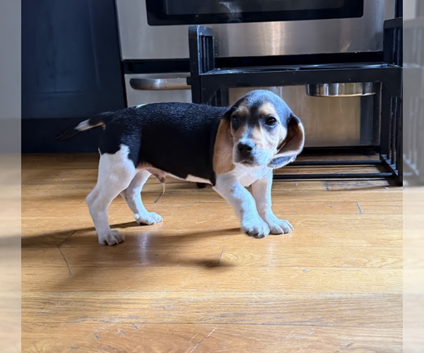 Medium Photo #3 Beagle Puppy For Sale in Brooklyn, NY, USA