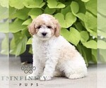 Small #2 Poodle (Miniature)