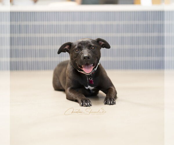 Medium Photo #3 American Pit Bull Terrier-American Staffordshire Terrier Mix Puppy For Sale in Marina Del Rey, CA, USA
