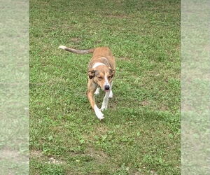 Mutt Dogs for adoption in Harrison, AR, USA