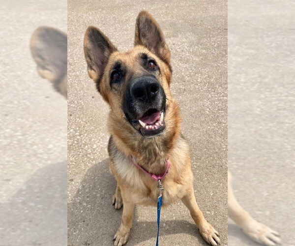 Medium Photo #5 German Shepherd Dog Puppy For Sale in Kansas City, MO, USA