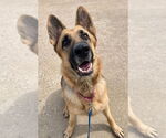 Small #4 German Shepherd Dog